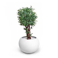 ARTIFICIAL PLANTS thumbnail 1