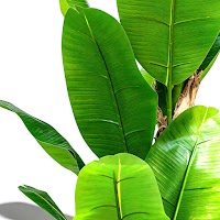 Artificial Banana Leaves Tree thumbnail 2
