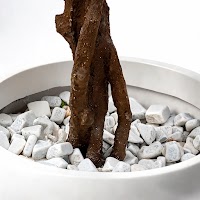 ARTIFICIAL PLANTS thumbnail 2